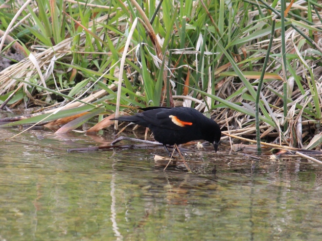 blackbird by water