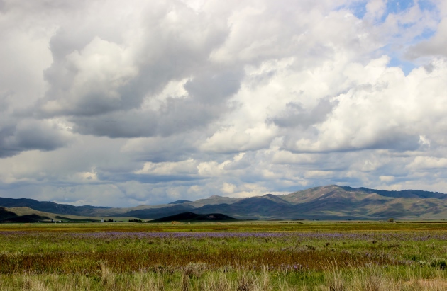 Camas (or quamash) field near Fairfield, Idaho