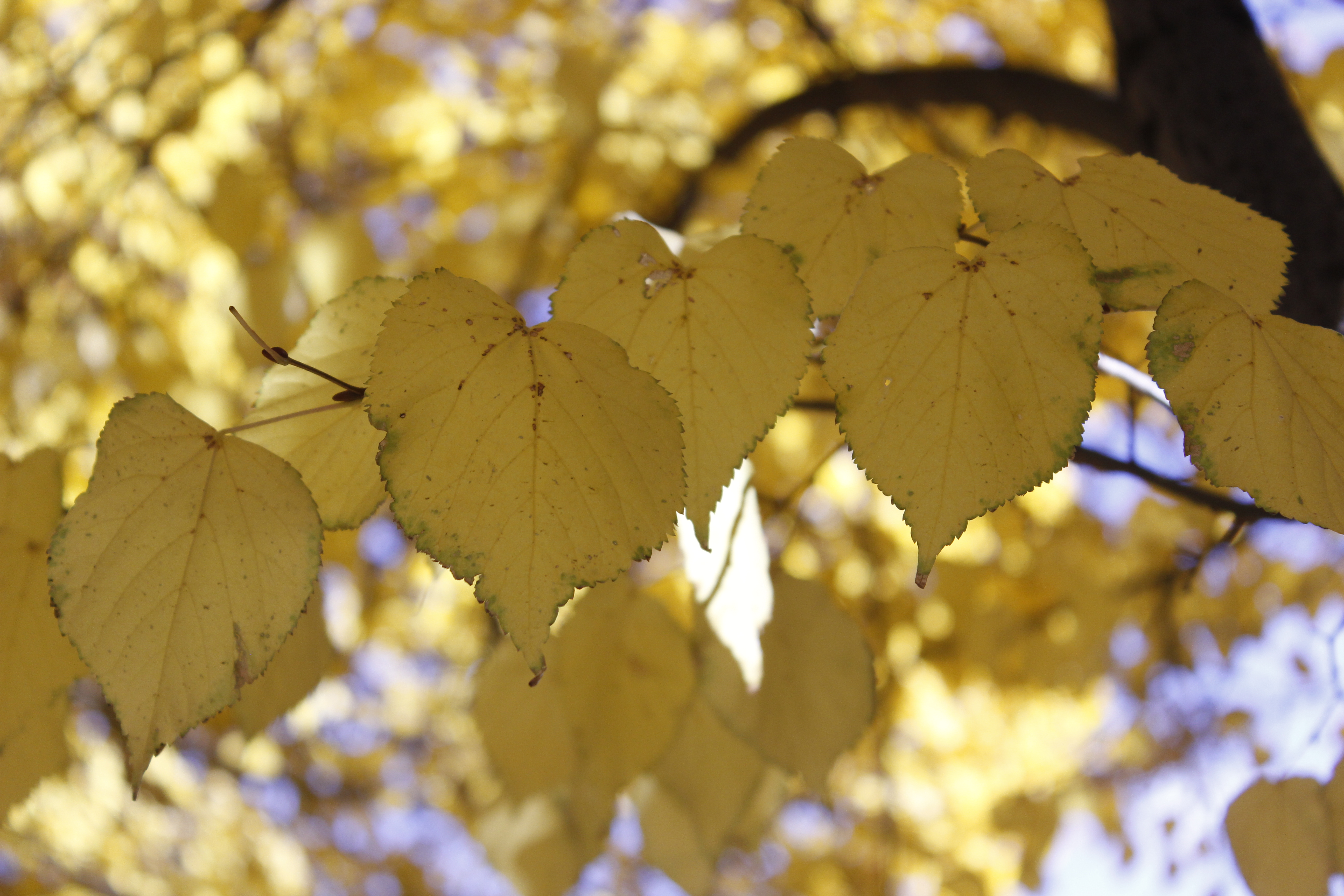 yellow leaves on tree